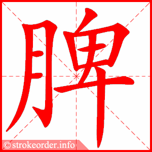 stroke order animation of 脾