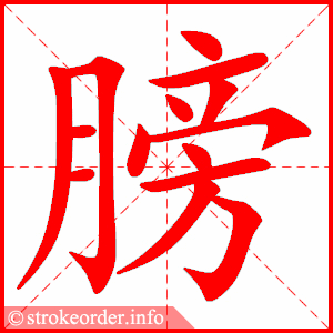 stroke order animation of 膀