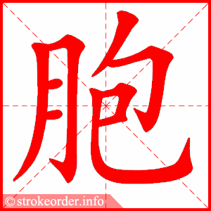 stroke order animation of 胞